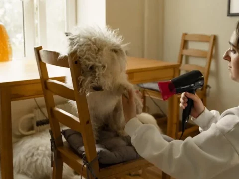 Pet Owner Cleaning Tips You Can’t Miss