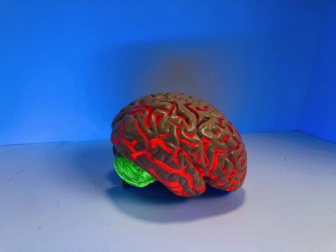My Blue is Your Blue: Understanding the Universal Processing of Colors in the Human Brain