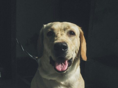 Labradors React to Human Singing ‘Made-Up Song’ About Them in Hilarious Video